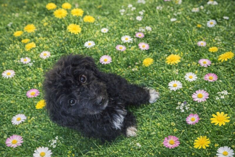 Gina Amron - Poodle Breeder in Boston, Lincolnshire  on Poodle Owners - Image 4