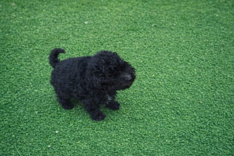 Gina Amron - Poodle Breeder in Boston, Lincolnshire  - Image 5