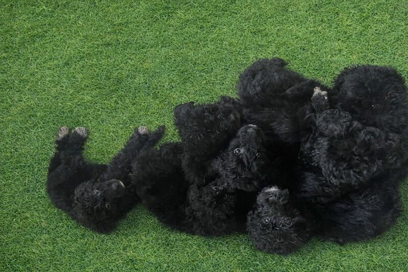 Gina Amron - Poodle Breeder in Boston, Lincolnshire  on Poodle Owners - Image 6