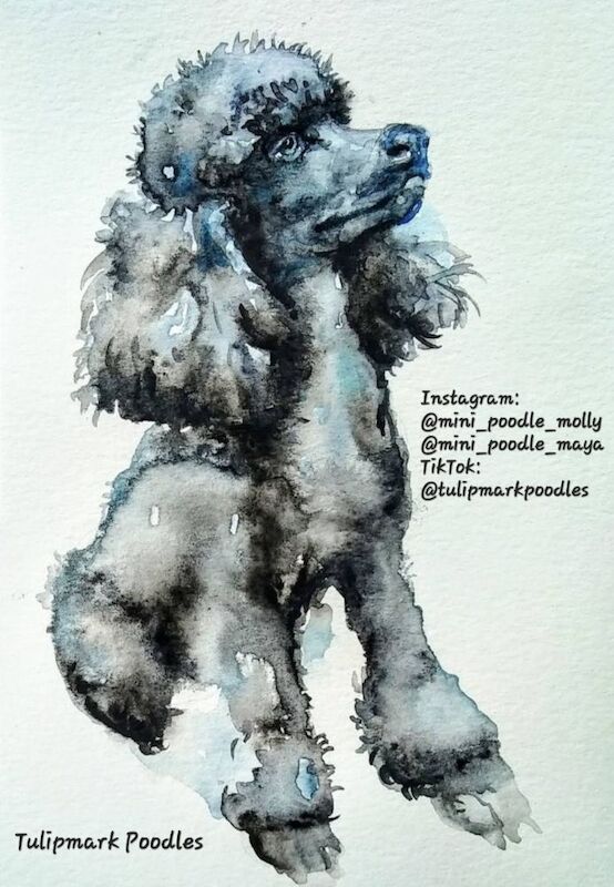 Julia Mark - Private Seller in IG10 3HG  on Poodle Owners - Image 1