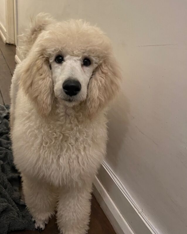 Melissa Brown - Private Seller on Poodle Owners - Image 1