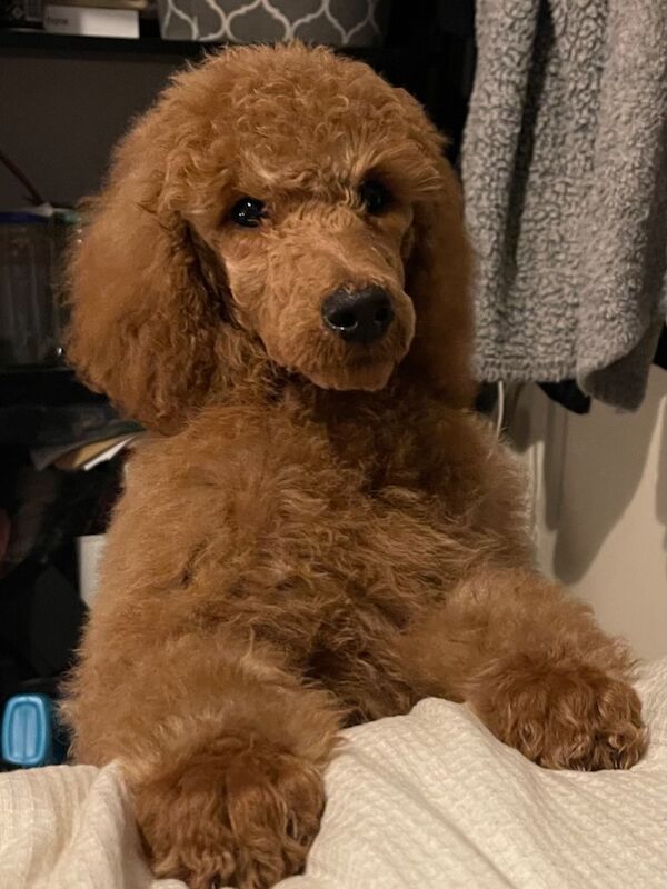Melissa Brown - Private Seller on Poodle Owners - Image 2
