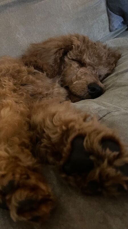 Melissa Brown - Private Seller on Poodle Owners - Image 3