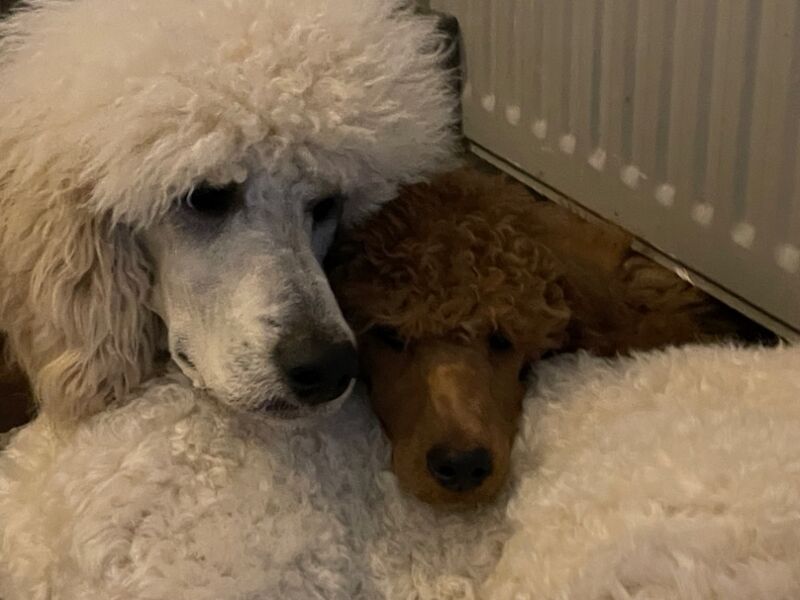 Melissa Brown - Private Seller on Poodle Owners - Image 4