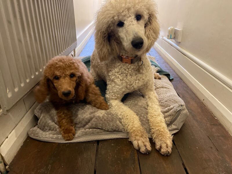 Melissa Brown - Private Seller on Poodle Owners - Image 5