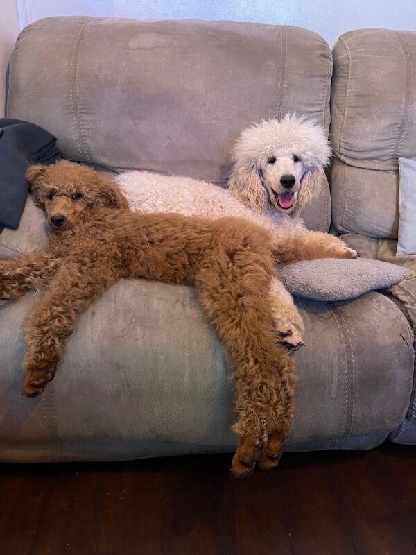 Melissa Brown - Private Seller on Poodle Owners - Image 6