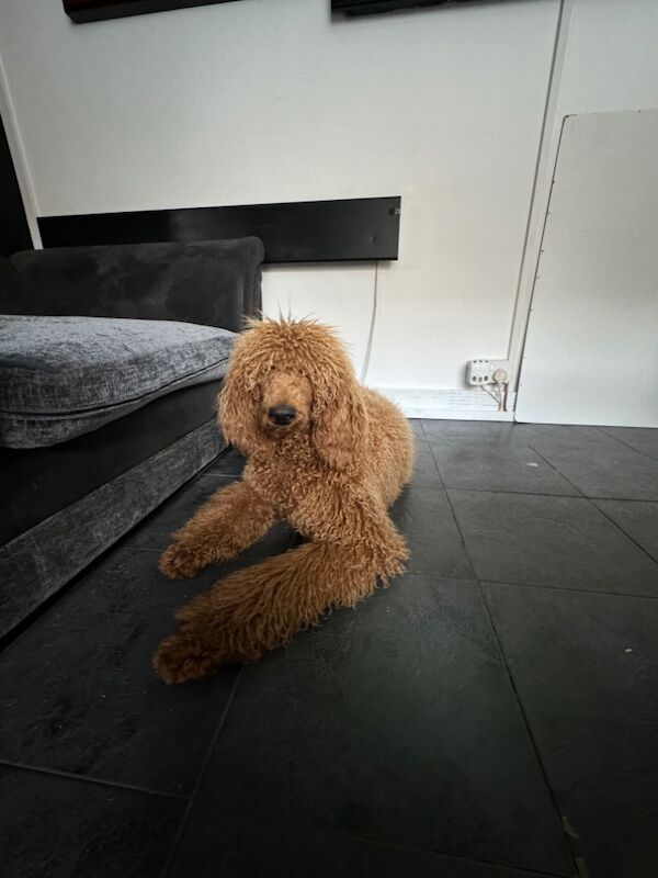 Melissa Brown - Private Seller on Poodle Owners - Image 7
