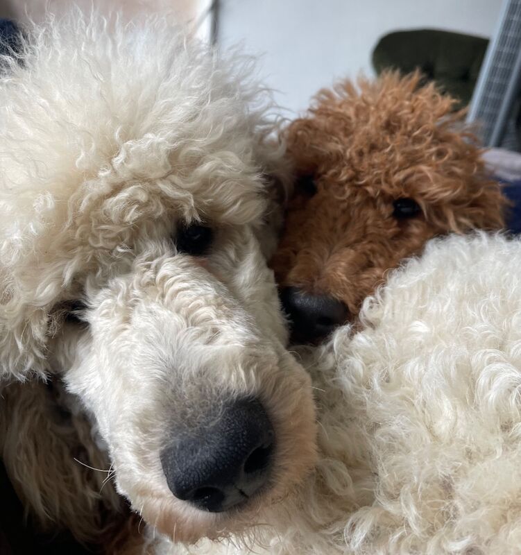 Melissa Brown - Private Seller on Poodle Owners - Image 8