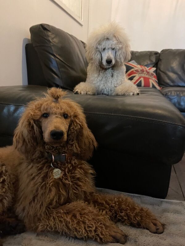 Melissa Brown - Private Seller on Poodle Owners - Image 9