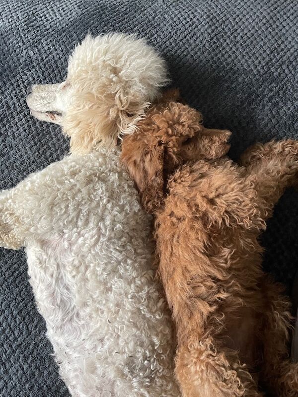 Melissa Brown - Private Seller on Poodle Owners - Image 10