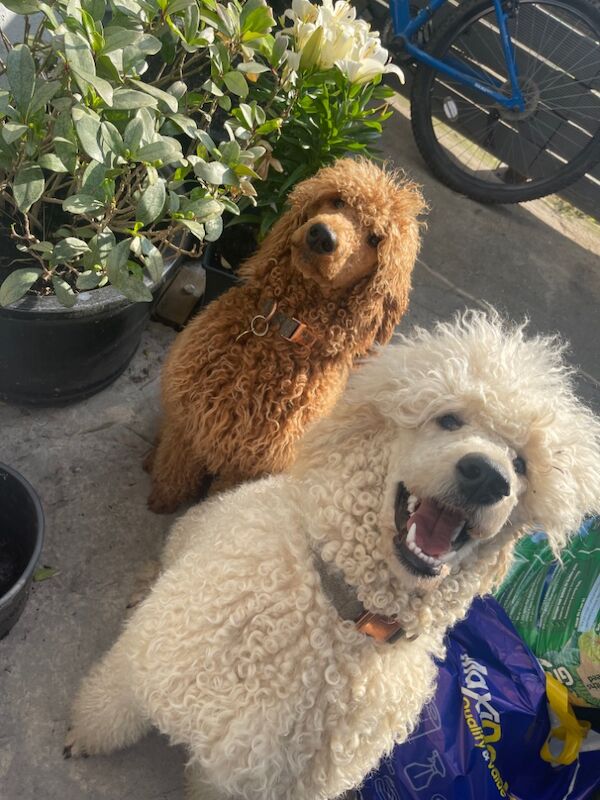 Melissa Brown - Private Seller on Poodle Owners - Image 11