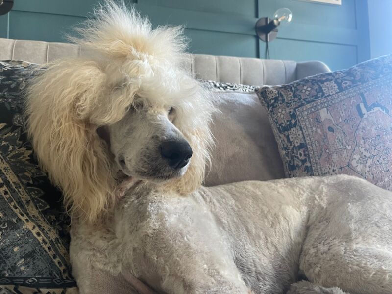 Melissa Brown - Private Seller on Poodle Owners - Image 12