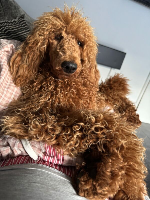 Melissa Brown - Private Seller on Poodle Owners - Image 13