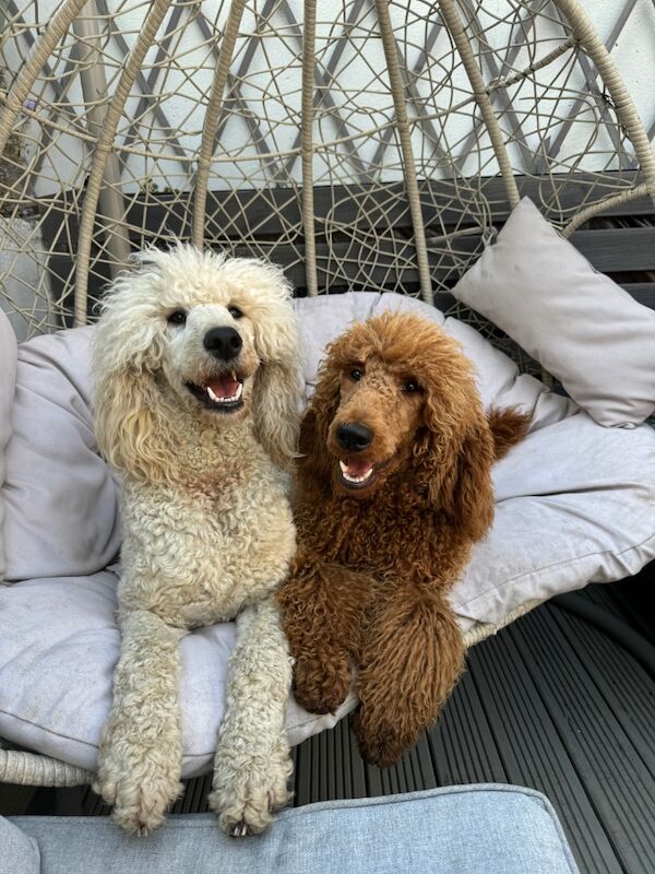 Melissa Brown - Private Seller on Poodle Owners - Image 14