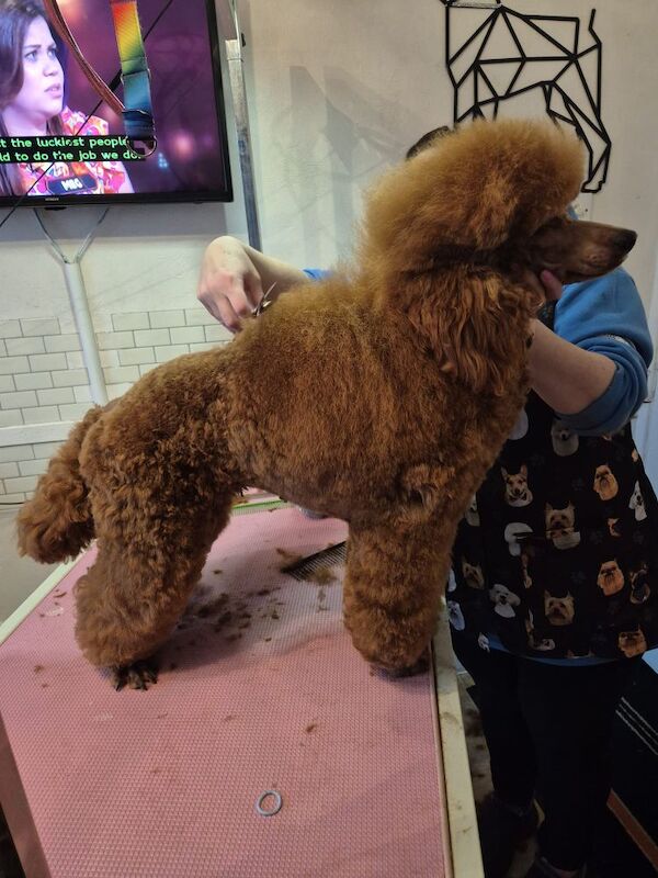 Neil burrows - Private Seller on Poodle Owners - Image 1