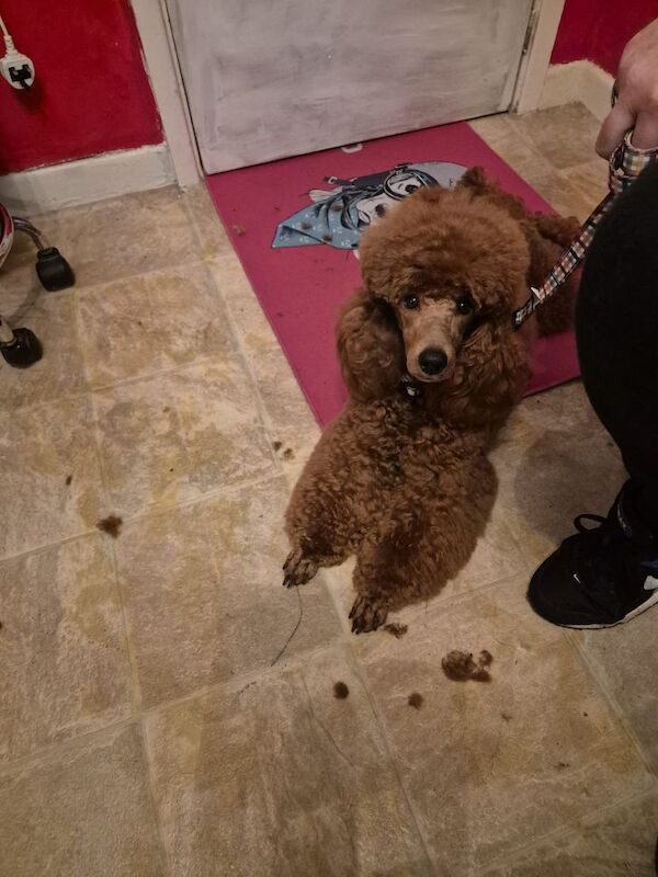 Neil burrows - Private Seller on Poodle Owners - Image 2