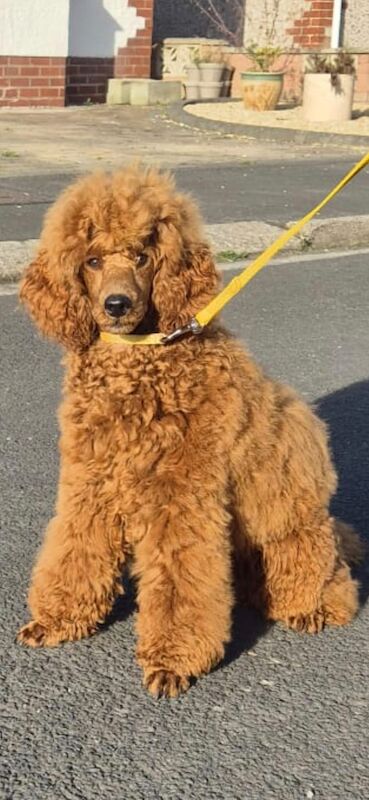Neil burrows - Private Seller on Poodle Owners - Image 3